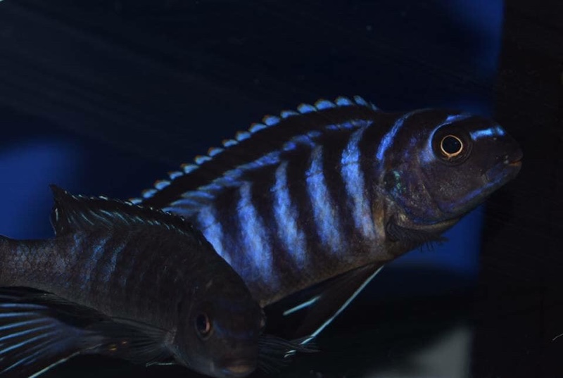 Tropheops kamtambo 'Chimwalani Reef'